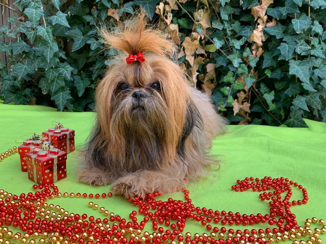 tisha calendrier 2026 dec